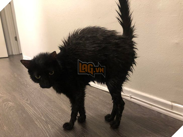 Những hình ảnh cho thấy những bé mèo đen là vô cùng dễ thương chứ không phải là điềm xấu như ông bà ta thường nói 9