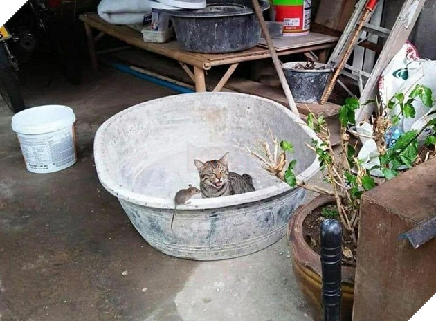 20 hình ảnh các bé mèo cực dễ thương khiến cho bạn phải mỉm cười thư giản vào ngày cuối tuần 4