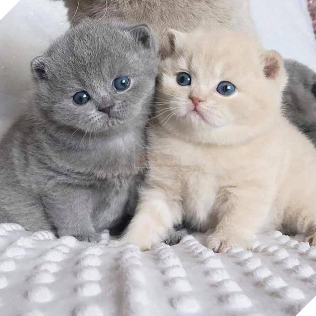 20 hình ảnh các bé mèo cực dễ thương khiến cho bạn phải mỉm cười thư giản vào ngày cuối tuần 5