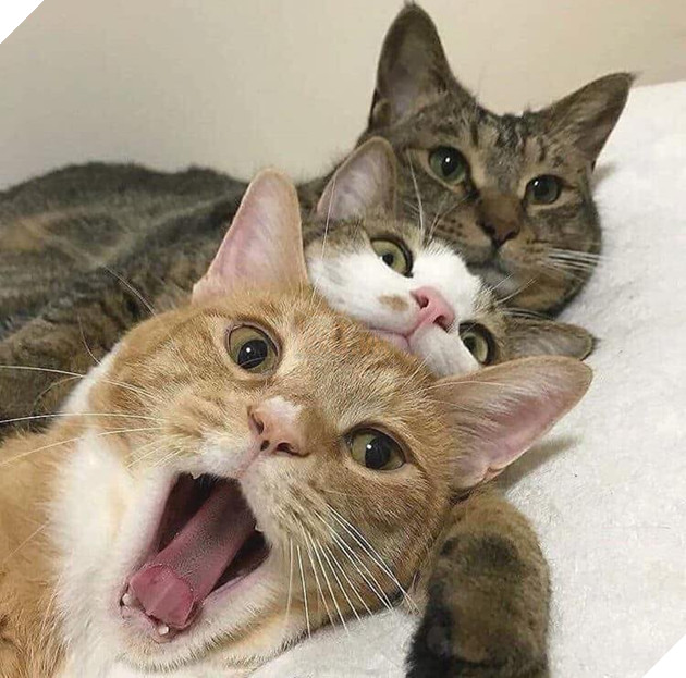 20 hình ảnh các bé mèo cực dễ thương khiến cho bạn phải mỉm cười thư giản vào ngày cuối tuần 6