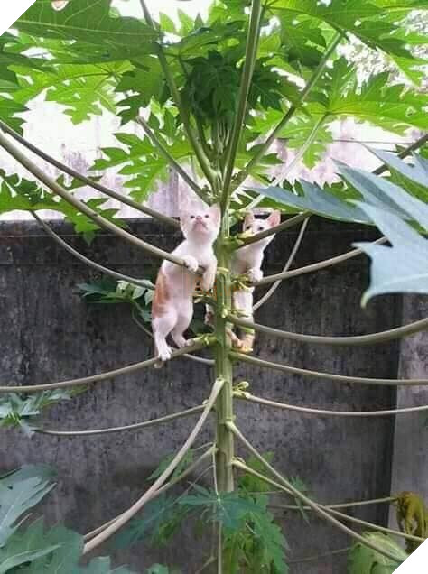 20 hình ảnh các bé mèo cực dễ thương khiến cho bạn phải mỉm cười thư giản vào ngày cuối tuần 7