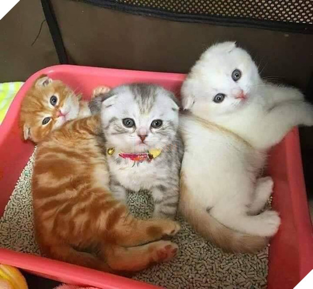 20 hình ảnh các bé mèo cực dễ thương khiến cho bạn phải mỉm cười thư giản vào ngày cuối tuần 8