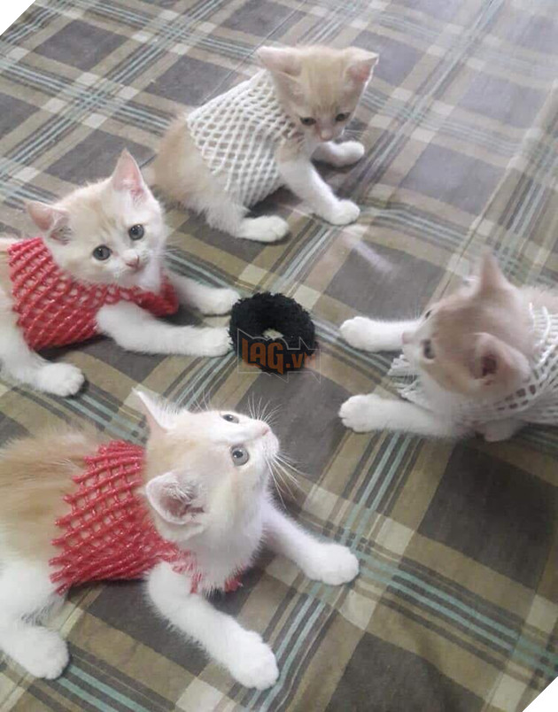 20 hình ảnh các bé mèo cực dễ thương khiến cho bạn phải mỉm cười thư giản vào ngày cuối tuần 9