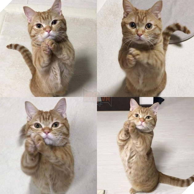 20 hình ảnh các bé mèo cực dễ thương khiến cho bạn phải mỉm cười thư giản vào ngày cuối tuần 11