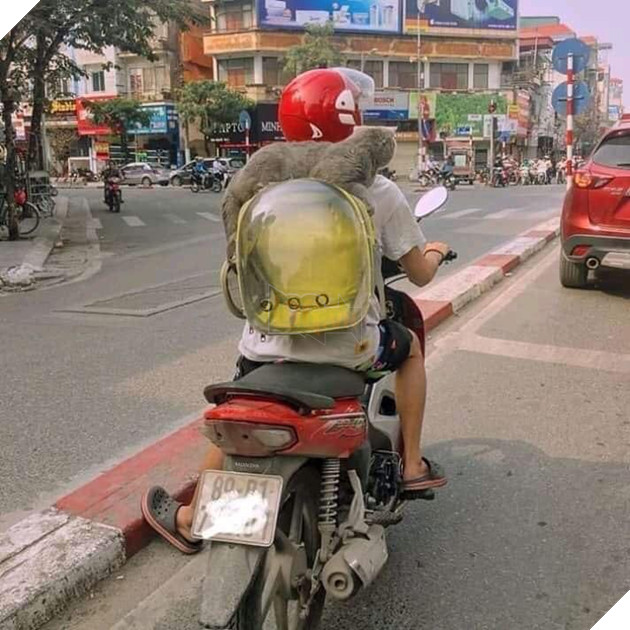 20 hình ảnh các bé mèo cực dễ thương khiến cho bạn phải mỉm cười thư giản vào ngày cuối tuần 12