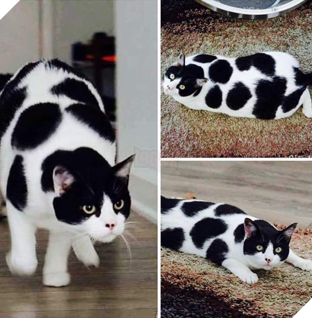 20 hình ảnh các bé mèo cực dễ thương khiến cho bạn phải mỉm cười thư giản vào ngày cuối tuần 13