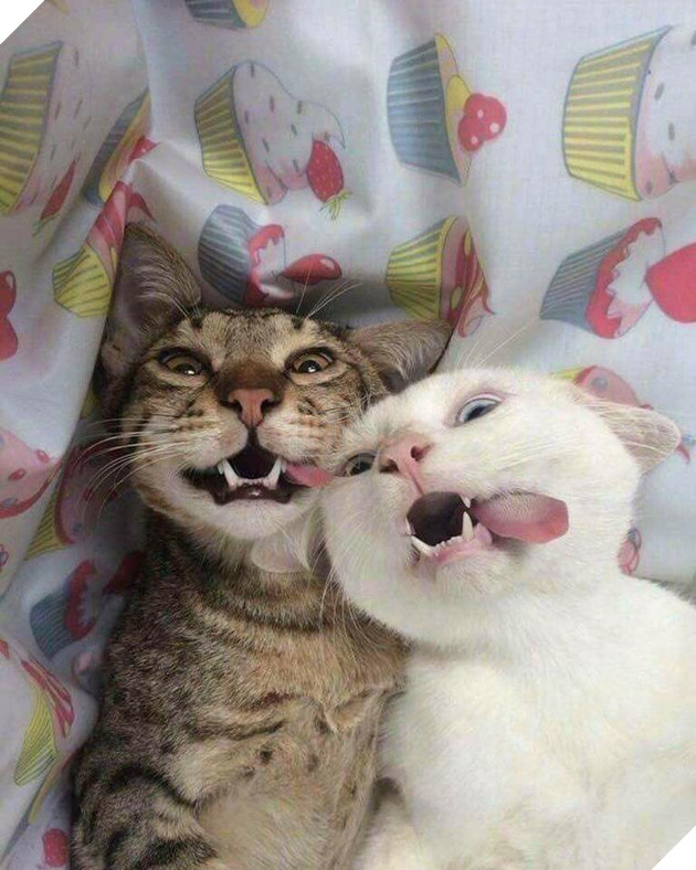 20 hình ảnh các bé mèo cực dễ thương khiến cho bạn phải mỉm cười thư giản vào ngày cuối tuần 14