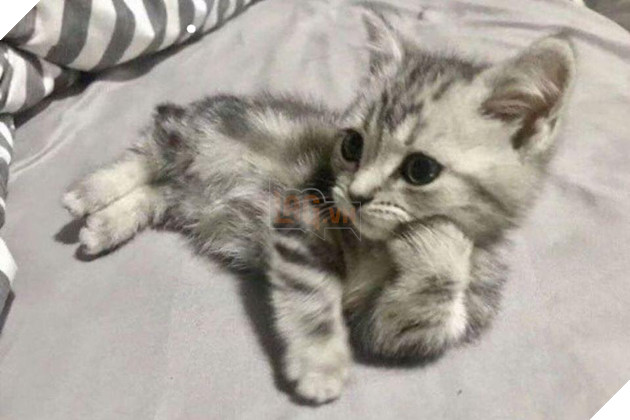 20 hình ảnh các bé mèo cực dễ thương khiến cho bạn phải mỉm cười thư giản vào ngày cuối tuần 15