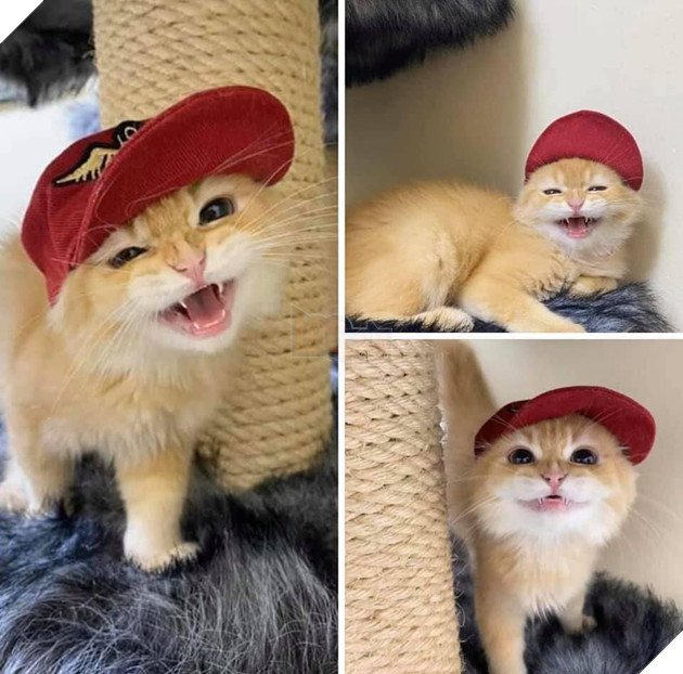 20 hình ảnh các bé mèo cực dễ thương khiến cho bạn phải mỉm cười thư giản vào ngày cuối tuần 16