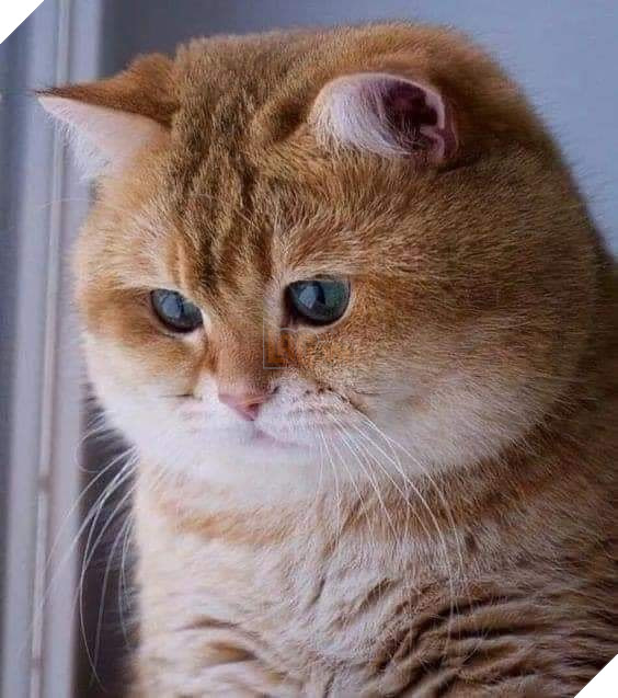 20 hình ảnh các bé mèo cực dễ thương khiến cho bạn phải mỉm cười thư giản vào ngày cuối tuần 17