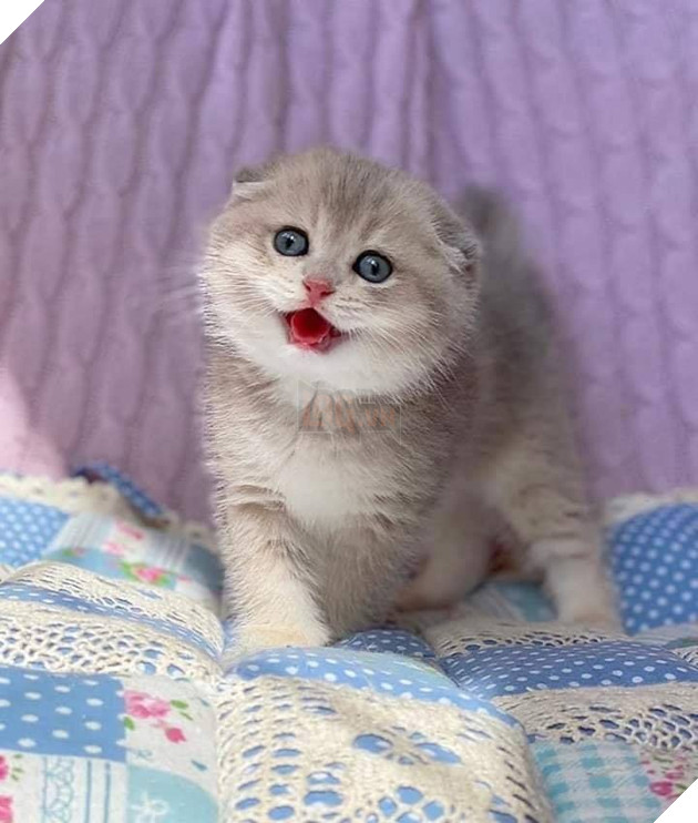 20 hình ảnh các bé mèo cực dễ thương khiến cho bạn phải mỉm cười thư giản vào ngày cuối tuần 18