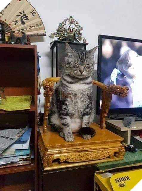 20 hình ảnh các bé mèo cực dễ thương khiến cho bạn phải mỉm cười thư giản vào ngày cuối tuần 19