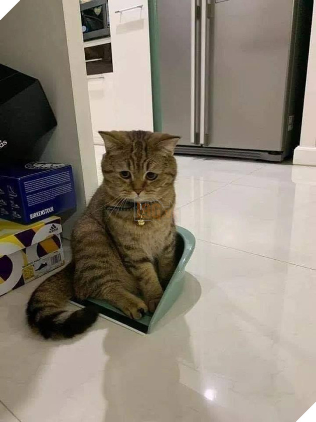 20 hình ảnh các bé mèo cực dễ thương khiến cho bạn phải mỉm cười thư giản vào ngày cuối tuần 20