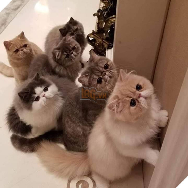 20 hình ảnh các bé mèo cực dễ thương khiến cho bạn phải mỉm cười thư giản vào ngày cuối tuần 21