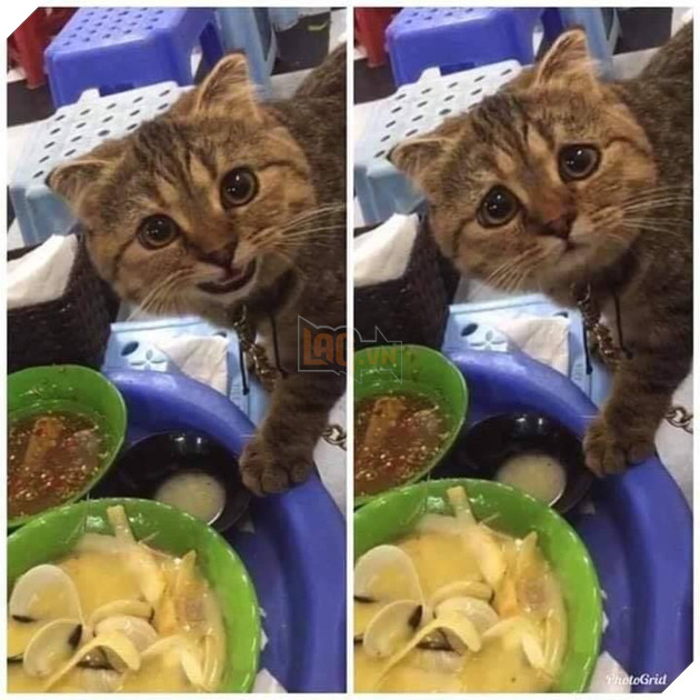 20 hình ảnh các bé mèo cực dễ thương khiến cho bạn phải mỉm cười thư giản vào ngày cuối tuần 22