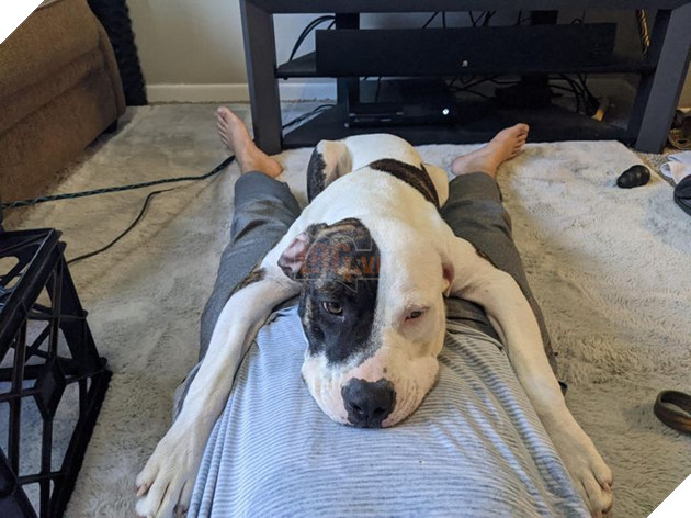 19 hình ảnh các bé chó mèo hoang được nhận nuôi khiến cuộc đời chúng trở nên tốt đẹp và tràn ngập yêu thương 10