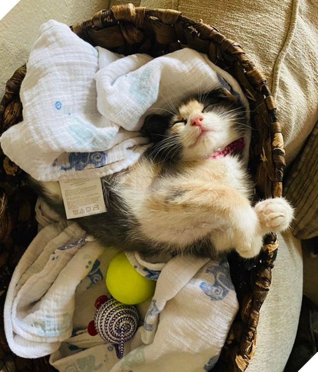 19 hình ảnh các bé chó mèo hoang được nhận nuôi khiến cuộc đời chúng trở nên tốt đẹp và tràn ngập yêu thương 11