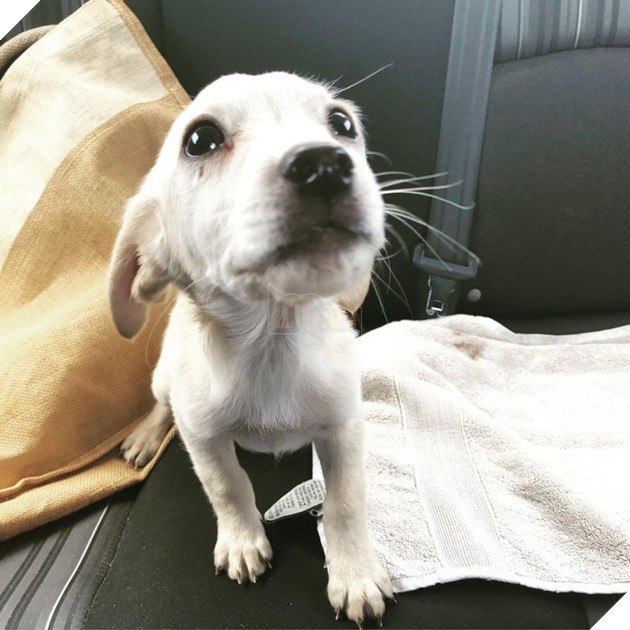 19 hình ảnh các bé chó mèo hoang được nhận nuôi khiến cuộc đời chúng trở nên tốt đẹp và tràn ngập yêu thương 12