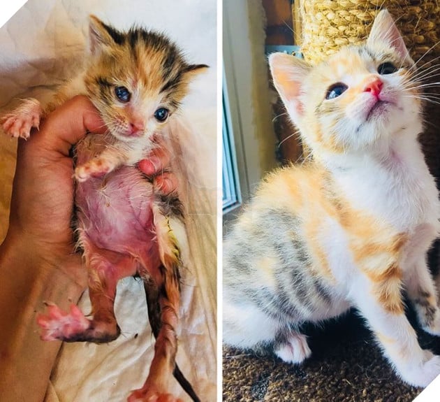 19 hình ảnh các bé chó mèo hoang được nhận nuôi khiến cuộc đời chúng trở nên tốt đẹp và tràn ngập yêu thương 13