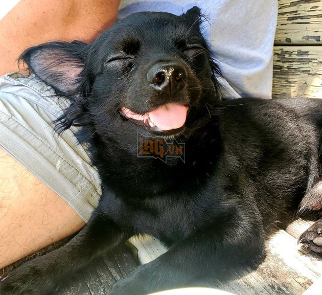 19 hình ảnh các bé chó mèo hoang được nhận nuôi khiến cuộc đời chúng trở nên tốt đẹp và tràn ngập yêu thương 15