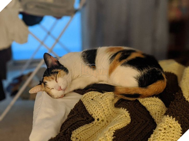 19 hình ảnh các bé chó mèo hoang được nhận nuôi khiến cuộc đời chúng trở nên tốt đẹp và tràn ngập yêu thương 16