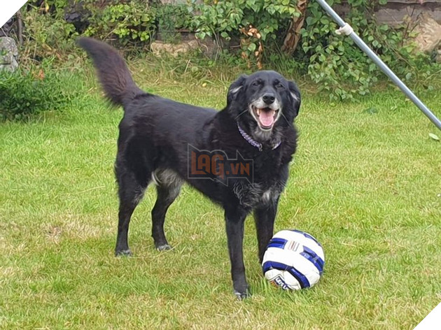 19 hình ảnh các bé chó mèo hoang được nhận nuôi khiến cuộc đời chúng trở nên tốt đẹp và tràn ngập yêu thương 18