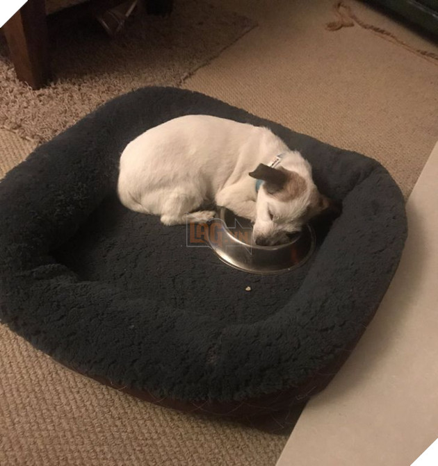 19 hình ảnh các bé chó mèo hoang được nhận nuôi khiến cuộc đời chúng trở nên tốt đẹp và tràn ngập yêu thương 19