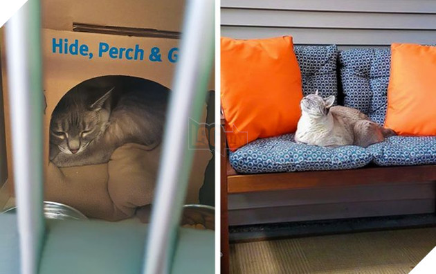 19 hình ảnh các bé chó mèo hoang được nhận nuôi khiến cuộc đời chúng trở nên tốt đẹp và tràn ngập yêu thương