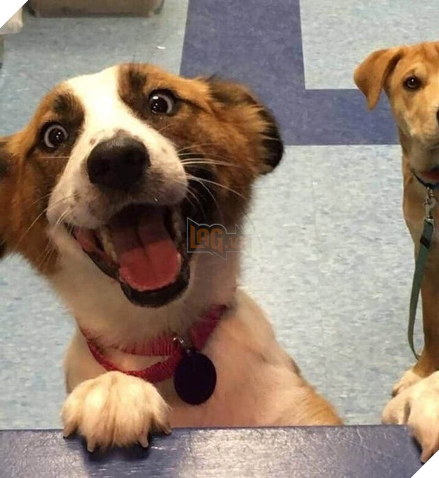 19 hình ảnh các bé chó mèo hoang được nhận nuôi khiến cuộc đời chúng trở nên tốt đẹp và tràn ngập yêu thương 3