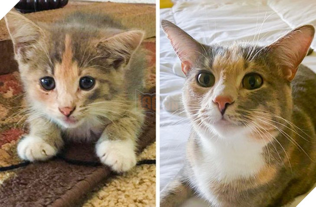 19 hình ảnh các bé chó mèo hoang được nhận nuôi khiến cuộc đời chúng trở nên tốt đẹp và tràn ngập yêu thương 4