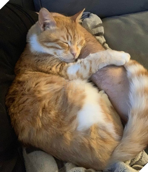 19 hình ảnh các bé chó mèo hoang được nhận nuôi khiến cuộc đời chúng trở nên tốt đẹp và tràn ngập yêu thương 6