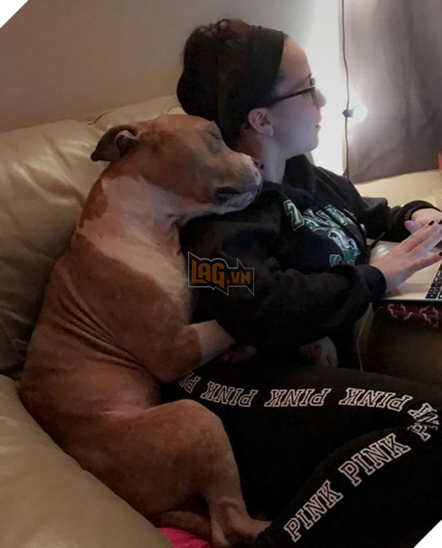 19 hình ảnh các bé chó mèo hoang được nhận nuôi khiến cuộc đời chúng trở nên tốt đẹp và tràn ngập yêu thương 7