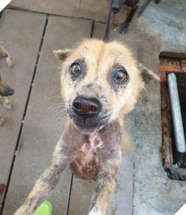 19 hình ảnh các bé chó mèo hoang được nhận nuôi khiến cuộc đời chúng trở nên tốt đẹp và tràn ngập yêu thương 8