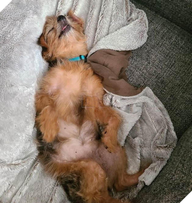 19 hình ảnh các bé chó mèo hoang được nhận nuôi khiến cuộc đời chúng trở nên tốt đẹp và tràn ngập yêu thương 9