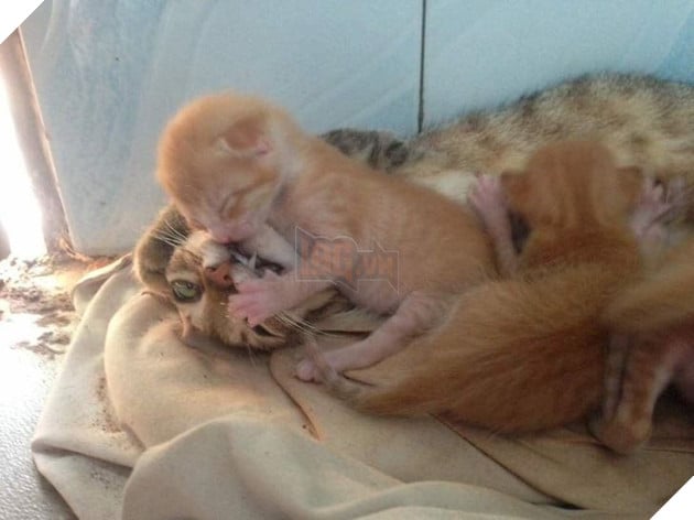 20 hình ảnh ghi lại khoảnh khắc các bé chó mèo cũng phải mất kiên nhẫn khi được làm mẹ 4