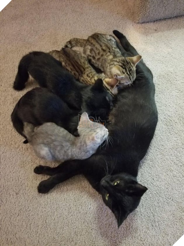 20 hình ảnh ghi lại khoảnh khắc các bé chó mèo cũng phải mất kiên nhẫn khi được làm mẹ 10