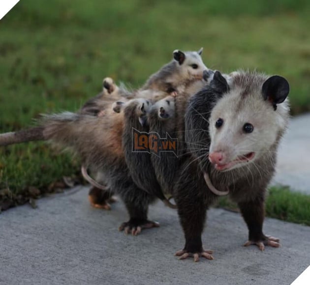 20 hình ảnh ghi lại khoảnh khắc các bé chó mèo cũng phải mất kiên nhẫn khi được làm mẹ 14