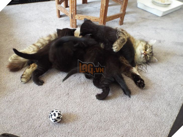 20 hình ảnh ghi lại khoảnh khắc các bé chó mèo cũng phải mất kiên nhẫn khi được làm mẹ 16