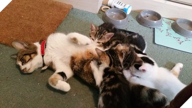 20 hình ảnh ghi lại khoảnh khắc các bé chó mèo cũng phải mất kiên nhẫn khi được làm mẹ 15