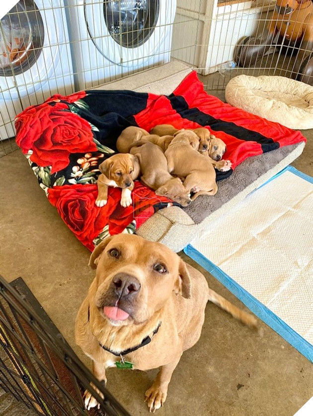 20 hình ảnh ghi lại khoảnh khắc các bé chó mèo cũng phải mất kiên nhẫn khi được làm mẹ 13