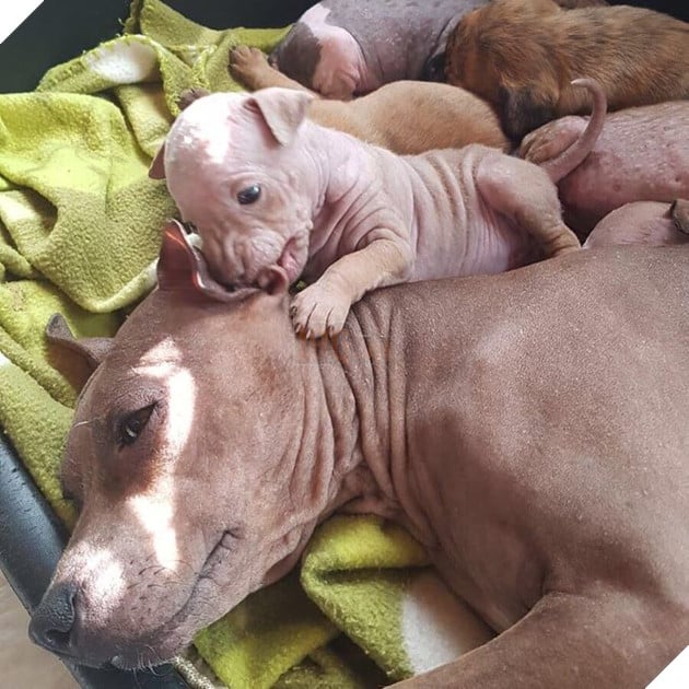 20 hình ảnh ghi lại khoảnh khắc các bé chó mèo cũng phải mất kiên nhẫn khi được làm mẹ 2