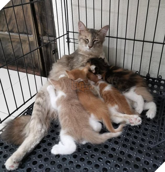 20 hình ảnh ghi lại khoảnh khắc các bé chó mèo cũng phải mất kiên nhẫn khi được làm mẹ 12