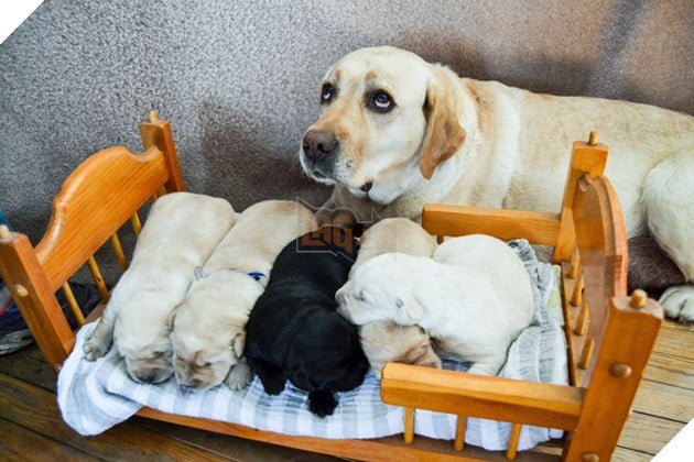 20 hình ảnh ghi lại khoảnh khắc các bé chó mèo cũng phải mất kiên nhẫn khi được làm mẹ 5