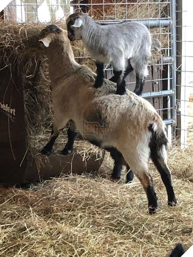 20 hình ảnh ghi lại khoảnh khắc các bé chó mèo cũng phải mất kiên nhẫn khi được làm mẹ 9