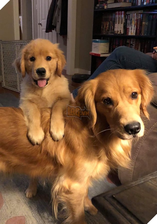 20 hình ảnh ghi lại khoảnh khắc các bé chó mèo cũng phải mất kiên nhẫn khi được làm mẹ 11