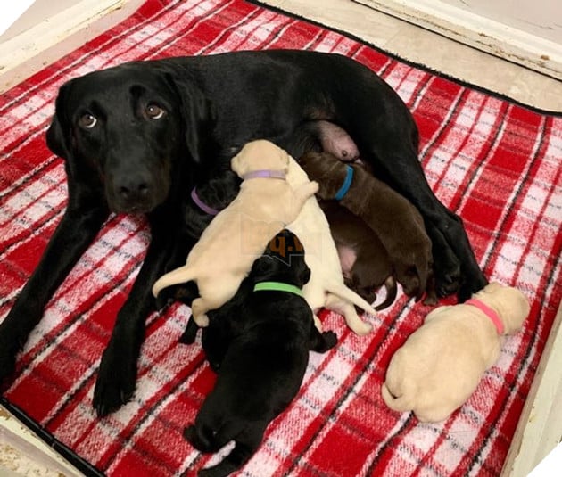 20 hình ảnh ghi lại khoảnh khắc các bé chó mèo cũng phải mất kiên nhẫn khi được làm mẹ 17