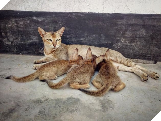 20 hình ảnh ghi lại khoảnh khắc các bé chó mèo cũng phải mất kiên nhẫn khi được làm mẹ 18