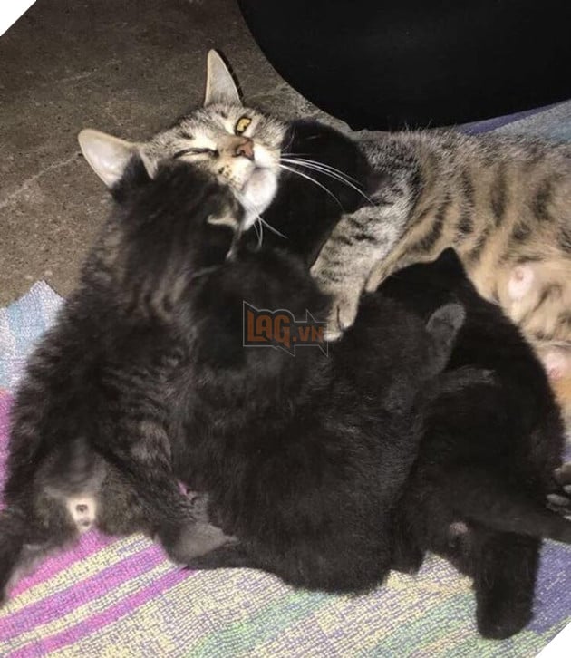 20 hình ảnh ghi lại khoảnh khắc các bé chó mèo cũng phải mất kiên nhẫn khi được làm mẹ 3