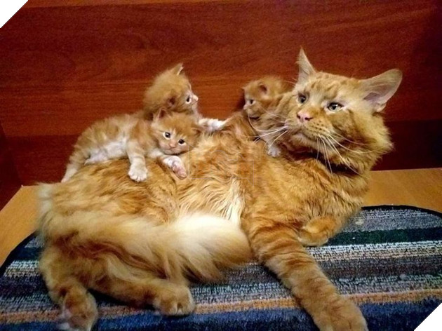 20 hình ảnh ghi lại khoảnh khắc các bé chó mèo cũng phải mất kiên nhẫn khi được làm mẹ 19