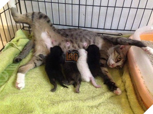 20 hình ảnh ghi lại khoảnh khắc các bé chó mèo cũng phải mất kiên nhẫn khi được làm mẹ 6